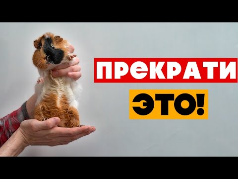 Видео: 20 вещей, которые ненавидят МОРСКИЕ СВИНКИ