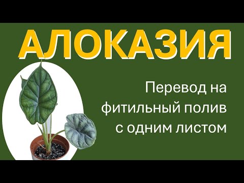 Видео: АЛОКАЗИЯ перевод на фитильный полив при отсутствии листьев