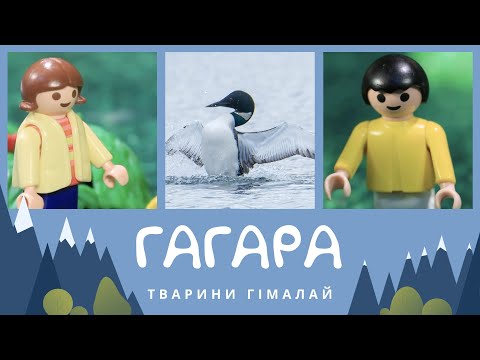 Видео: Гагара. Тварини Гімалаїв | КоМарко