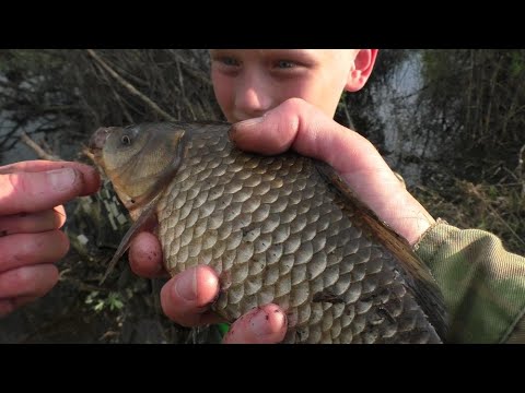 Видео: ЛОВИМ КАРАСЯ В ГЛУХОМ БОЛОТЕ. РЫБАЛКА НА УДОЧКУ!