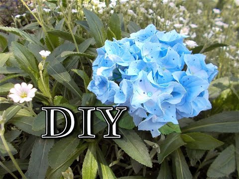 Видео: Гортензия из фоамирана/DIY/Anna Shusta