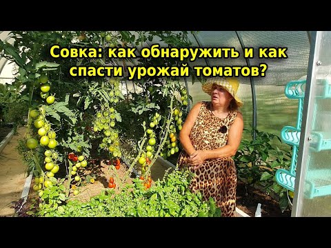 Видео: Бабочка совка - вредитель томатов и перца! Спасаем урожай.