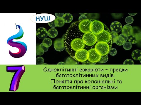 Видео: Одноклітинні евкаріоти-предки багатоклітинних видів