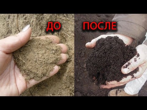 Видео: Как сделать песок плодородным как чернозем? Показываем реальный опыт!