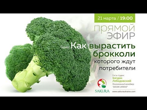 Видео: Как вырастить брокколи который ждут потребители // Прямой эфир