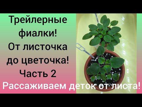 Видео: Трейлерные фиалки! Отсаживаем деток от листа.