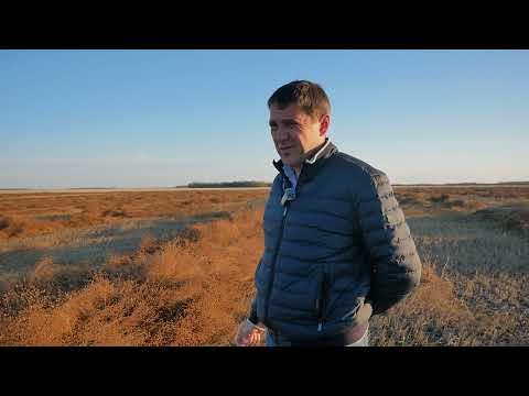 Видео: Уборка льна в Кургансемена в 2025 году: технологии и результаты