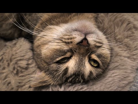 Видео: Шанелька поломалась перед родами 🤣