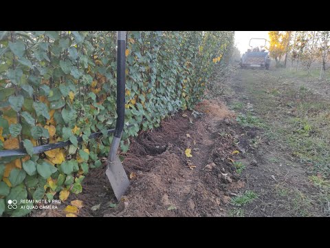 Видео: Айва Q-Eline. Відділяємо відводки. На черзі айва ВА-29 і яблуневі підщепи М-9 і 54-118