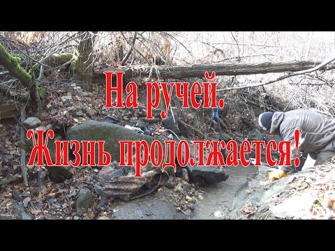 Видео: На ручей. Жизнь продолжается