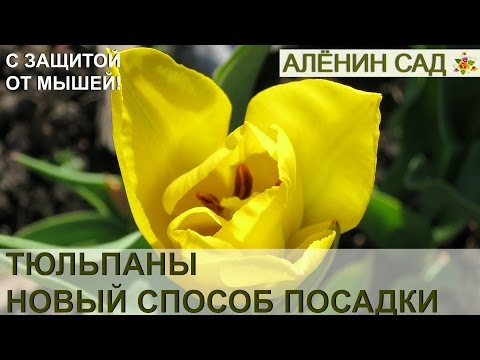 Видео: НОВЫЙ способ посадки тюльпанов с защитой от мышей и крыс!!! 🌷