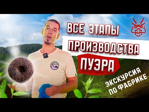 Видео: Делаем пуэр на фабрике | водуй, грейды, секреты производства