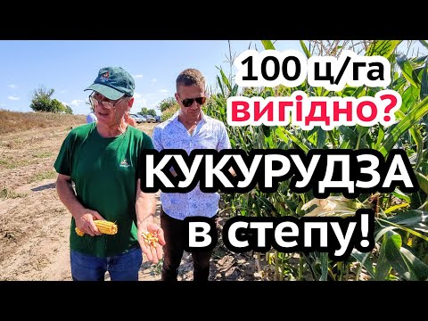 Видео: 100 ц/га кукурудзи ВИГІДНО? Думали пересівати! Кукурудза в СТЕПУ по No-Till на зрошенні