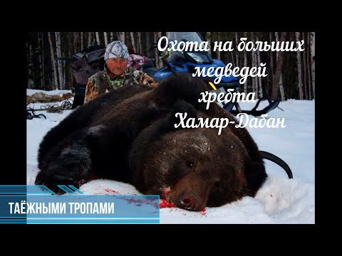 Видео: Охота на больших медведей в хребте Хамар-Дабан.