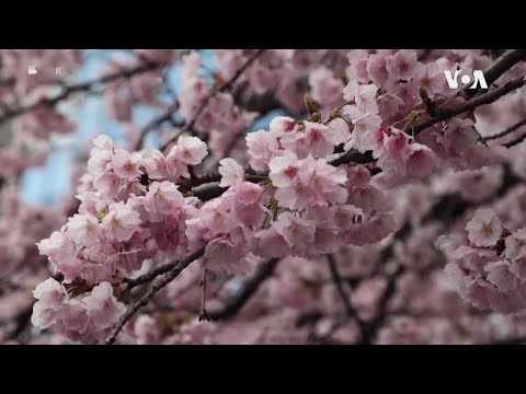 Видео: Раното цутење на црешите ги воодушевува туристите во Токио
