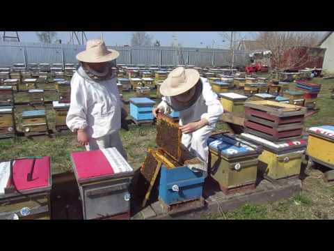 Видео: Содержание пчел в 8-рамочных ульях. Весенняя ревизия