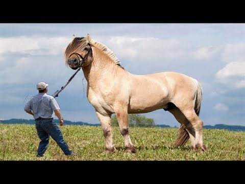 Видео: ӘЛЕМДЕГІ ЕҢ ҮЛКЕН 7 АТ