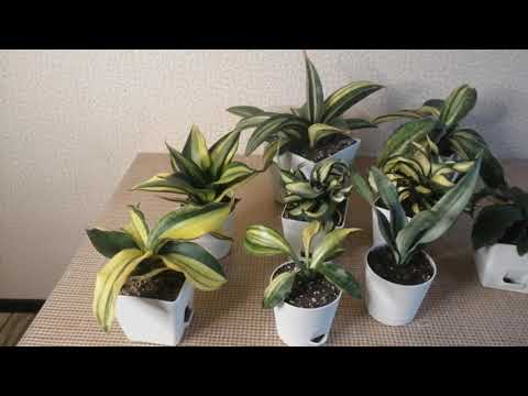 Видео: Солнечные сансевиерии на 8 марта.