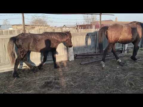 Видео: Мұғалжар Айғыр Тайға шапты#айғыр #байтал #байге #horse