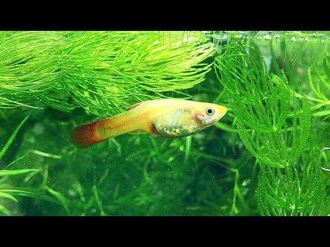 Видео: Лечение Гуппи