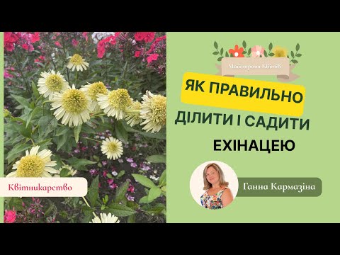 Видео: Як поділити ехінацею без помилок.