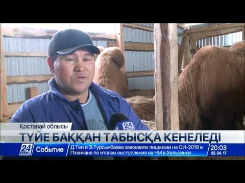 Видео: Қостанай облысында алғаш рет түйе өсіретін шағын шаруашылық ашылды