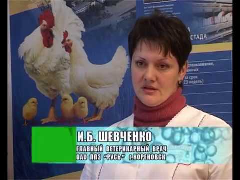 Видео: Учебно-методический фильм «Пробиотики в птицеводстве»