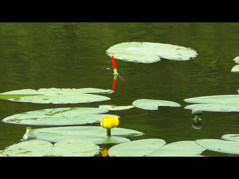 Видео: Рыбалка На Поплавок