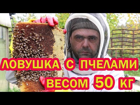 Видео: Столько МЁДА еще никогда не было. Вскрытие ловушки с диким медом.