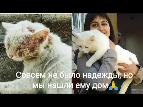 Видео: ЧУДЕСНОЕ СПАСЕНИЕ КОТА ОТ УЛИЧНОЙ МОРОЗНОЙ ЖИЗНИ