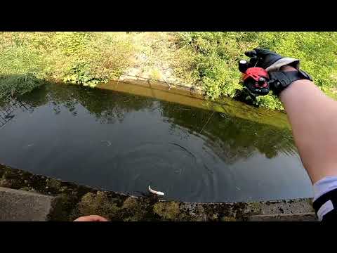 Видео: Супер рыбалка с рогаткой  Голавль Язь