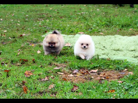 Видео: Мифы про натуральное питание собак и кошек. Как же правильно кормить натуралкой?