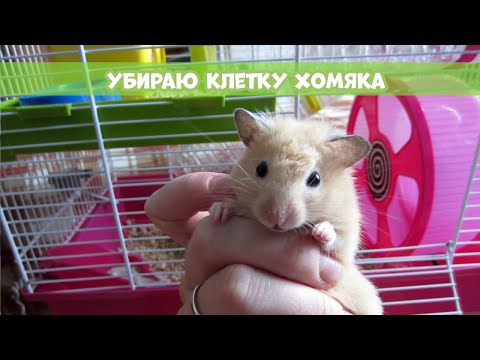 Видео: НА МЕНЯ НАПАЛ ХОМЯК || Уборка в клетке Персика
