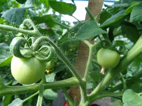 Видео: ПОЧЕМУ УВЕЛИЧИВАЮ ПОЛИВ ТОМАТОВ В ТЕПЛИЦЕ? Ольга Чернова.