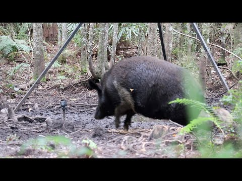 Видео: ГИГАНТСКИЙ КАБААН! САМЫЙ БОЛЬШОЙ КАБААН, которого я КОГДА-ЛИБО поймал с помощью ЛУКА!! 347 ФУНТОВ!!!