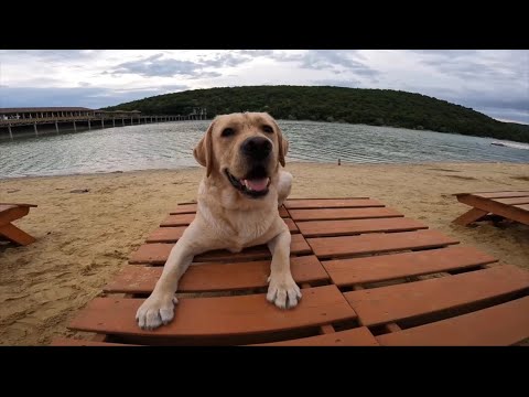 Видео: Дени на единственном в Росиии Кипарисовом озере! Разодрал в кровь спину подписчику! Анапа 2022