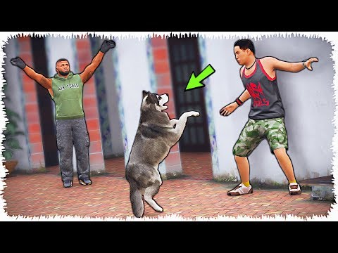 Видео: Құтырған Рекс Касойды тістеп алды (GTA V)