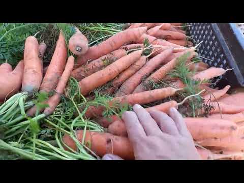Видео: 8 сентября. Начали убирать морковь, Ранняя сладкая F1.