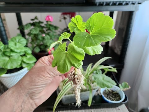 Видео: Самый лучший и проверенный способ укоренения розебудной пеларгонии