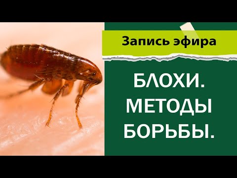 Видео: Блохи | Методы борьбы
