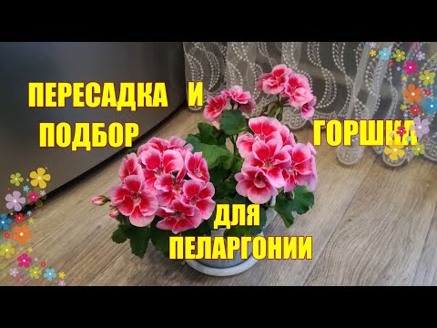 Видео: Грунт, пересадка и подбор горшка для пеларгонии ( герани )