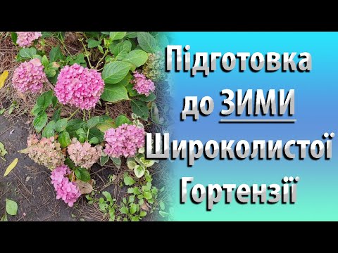 Видео: Подготовка широколистной гортензии к зиме. Следим за влажностью почвы для гортензии.