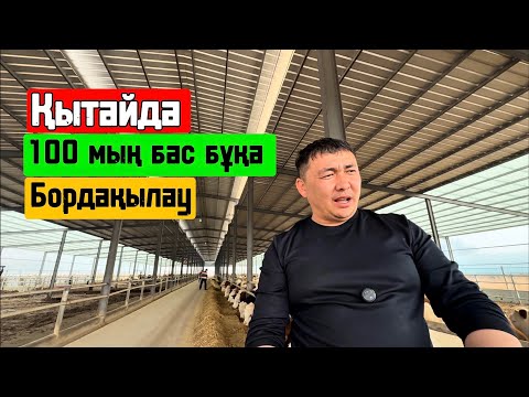 Видео: ҚЫТАЙДА 100 мың бас бордақы Бұқа қалй ұстайды 🤔 ( Содержание 100 тысяч голов откорма КРС )