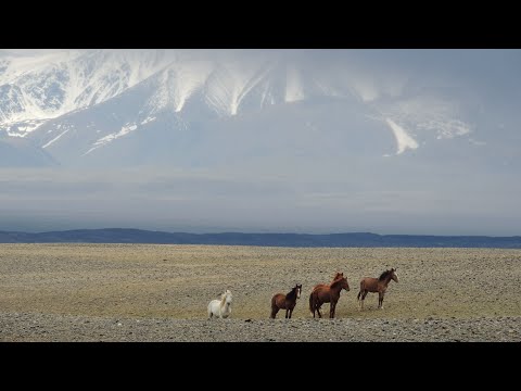 Видео: Звуки Алтая / Sounds of Altai