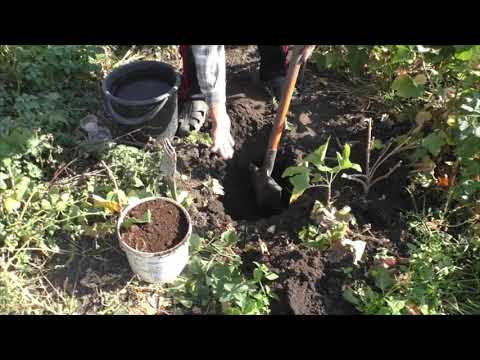 Видео: Посадка саженца смородины со 100% приживаемостью.