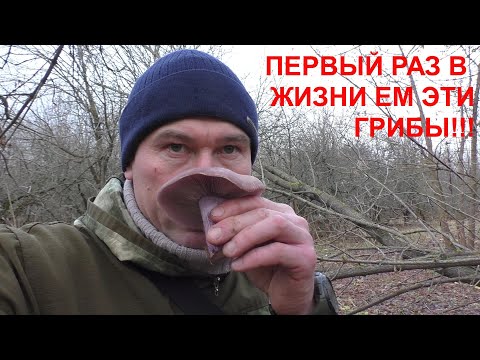 Видео: ПЕРВЫЙ РАЗ В ЖИЗНИ ЕМ ЭТИ ГРИБЫ! ЧТО СО МНОЙ БУДЕТ... НЕ ЗНАЮ! Но они вкусные!