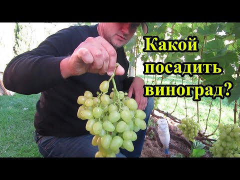 Видео: 🔴🔴Топ 20 сортов винограда для севера.  Какой виноград посадить новичку?