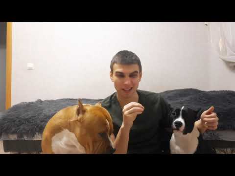 Видео: Как отучить кусать за руки?/Боремся с возбуждением щенка/ Результат в конце ролика .