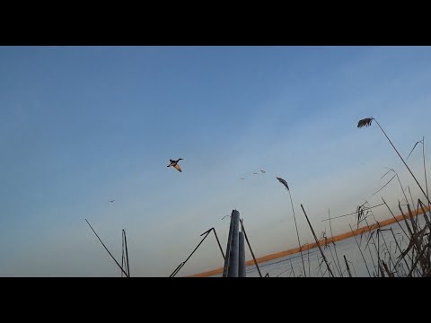 Видео: Что происходит???? Супер мазилы. Охота на утку и гуся.
