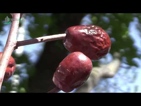Видео: Хинапът е универсална добавка към всяко ястие и напитка